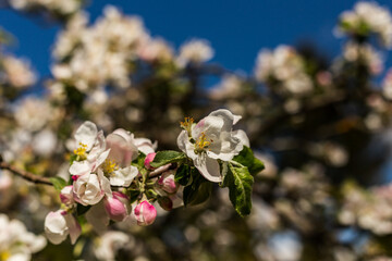 kwiat, jary, kwiat, drzew, charakter, kwiat, biała, roślin, jabłek, kwiat, jardin, zieleń, galąz, roz, kwitnienie, czereśnia, beuty, feuille, flora, kwiatowy, lato, piękne, makro, pora roku, wiosna, l © OndaTravel
