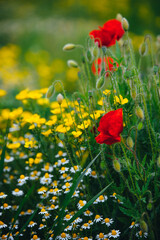 Beautiful spring meadow, red poppy flowers, white chamomile flower and yellow meadow buttercup