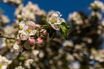 kwiat, jary, kwiat, drzew, charakter, kwiat, biała, roślin, jabłek, kwiat, jardin, zieleń, galąz, roz, kwitnienie, czereśnia, beuty, feuille, flora, kwiatowy, lato, piękne, makro, pora roku, wiosna, l © OndaTravel