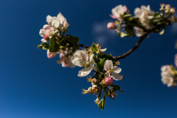 kwiat, jary, kwiat, drzew, charakter, kwiat, biała, roślin, jabłek, kwiat, jardin, zieleń, galąz, roz, kwitnienie, czereśnia, beuty, feuille, flora, kwiatowy, lato, piękne, makro, pora roku, wiosna, l © OndaTravel