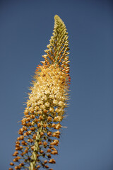 Eremurus robustus. Foxtail lily plant. 