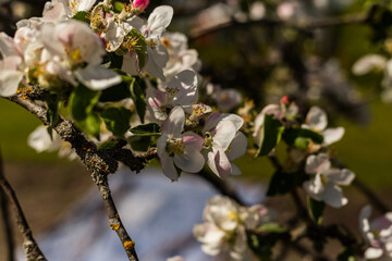 kwiat, jary, kwiat, drzew, charakter, kwiat, biała, roślin, jabłek, kwiat, jardin, zieleń, galąz, roz, kwitnienie, czereśnia, beuty, feuille, flora, kwiatowy, lato, piękne, makro, pora roku, wiosna, l © OndaTravel