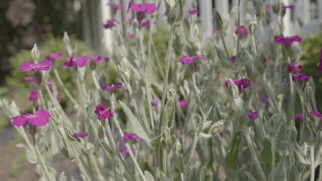 Close up detail shot of vibrant rose campion crown campion flower moving on a breeze in a garden