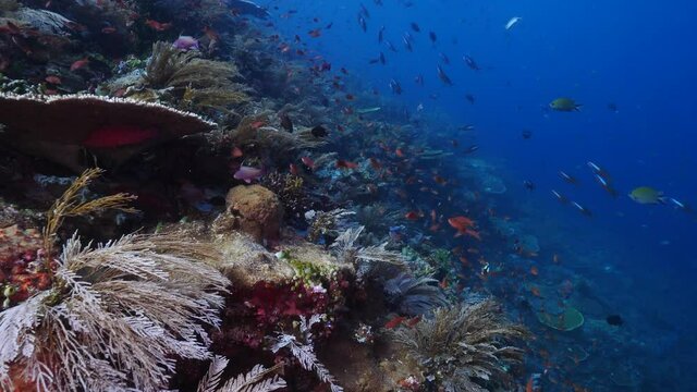 A Hard coral reef colony and fish fauna filmed in Komodo National Park