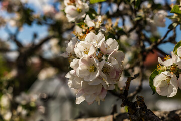 kwiat, jary, kwiat, drzew, charakter, kwiat, biała, roślin, jabłek, kwiat, jardin, zieleń, galąz, roz, kwitnienie, czereśnia, beuty, feuille, flora, kwiatowy, lato, piękne, makro, pora roku, wiosna, l © OndaTravel