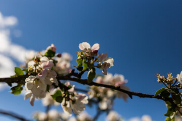 kwiat, jary, kwiat, drzew, charakter, kwiat, biała, roślin, jabłek, kwiat, jardin, zieleń, galąz, roz, kwitnienie, czereśnia, beuty, feuille, flora, kwiatowy, lato, piękne, makro, pora roku, wiosna, l © OndaTravel