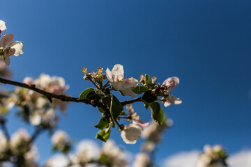 kwiat, jary, kwiat, drzew, charakter, kwiat, biała, roślin, jabłek, kwiat, jardin, zieleń, galąz, roz, kwitnienie, czereśnia, beuty, feuille, flora, kwiatowy, lato, piękne, makro, pora roku, wiosna, l © OndaTravel