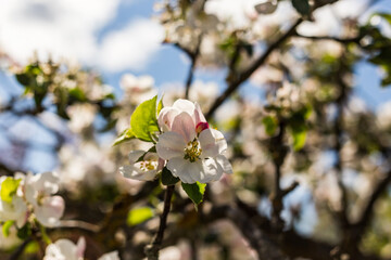 kwiat, jary, kwiat, drzew, charakter, kwiat, biała, roślin, jabłek, kwiat, jardin, zieleń, galąz, roz, kwitnienie, czereśnia, beuty, feuille, flora, kwiatowy, lato, piękne, makro, pora roku, wiosna, l © OndaTravel