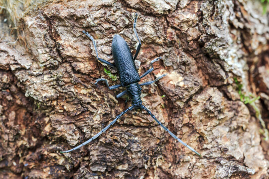 Cerambycidae. Cerambyx cerdo. Big oak barbel. Black beetle barbel or lumberjack on tree bark