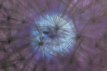 Fantastic blue and purple abstract dark background or wallpaper. Inverted shot of a ripened fluffy dandelion head with seeds close-up. Mystical floral plant pattern. It looks like a full moon