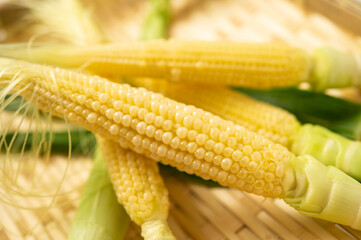 ヤングコーン