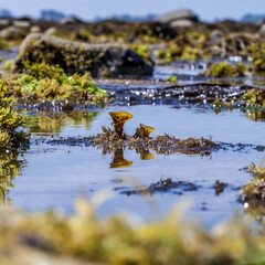 Close up algae and foam