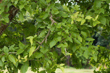 Bilva Patra With Bilva Tree