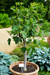 Feigenbaum im Topf, kleiner Feigenbaum, Botanischer Garten in G&uuml;tersloh