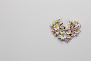 Directly above shot of heart shape made up of bellis perennis white daisies on White background, daisy herbs for alternative medicine, natural cosmetics. 