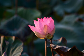 Obraz premium pink lotus blooming in the river 