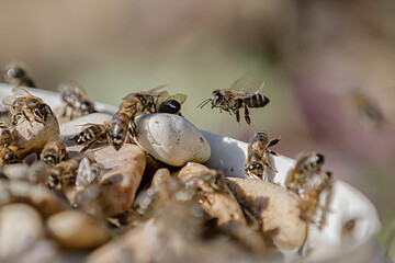 Bees. Bees close up. Bees on stone with blurred background.