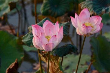Obraz premium pink lotus blooming in the river 