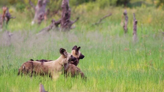 A pack of African Wild Dogs roaming around the tall grass in the Okavango Delta grasslands. Telephoto long shot.