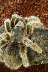 close up of spider in nature for background