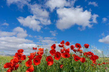 bonitas amapolas en la estación de la primavera