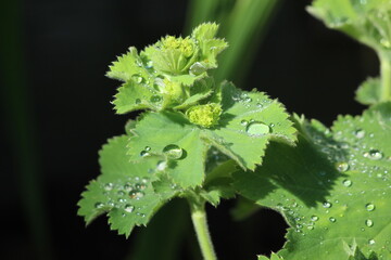 Morning Dew on Geranium leaves