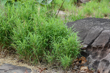 green grass on the ground