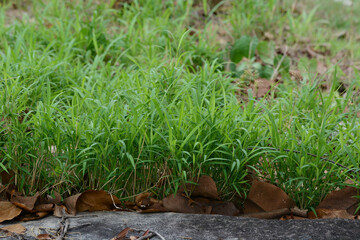 green grass on the ground