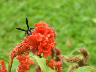 red flower with bee