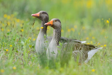 Greylag Goose - Anser anser, large common water bird from European lakes and rivers, Flachsee, Switzerland.