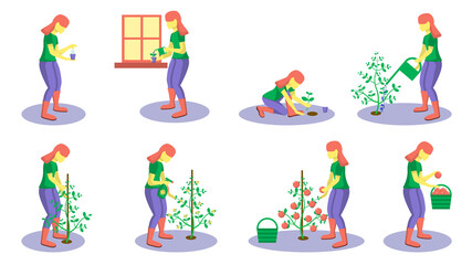 Set Different stages of growing and caring for plants. A girl sows seeds, watered seedlings on a windowsill, processes the bush, transplanted, tied, sprinkled a plant. Lays the crop in the basket