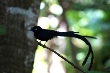 a paradise flycatcher in the Veuve Reserve on the island La Digue in the Seychelles, October