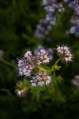 Blaue Distel im Weizenfeld