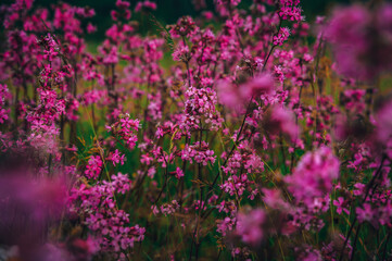 Obraz premium Spring meadow with pink flowers.