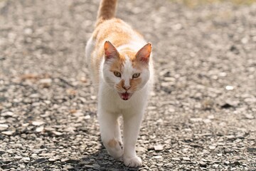 歩く猫　　　茶白猫