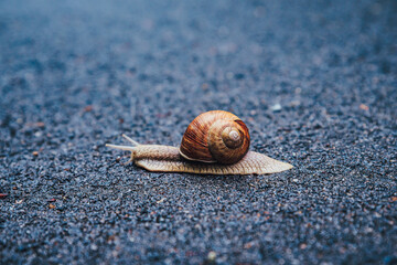 Slug in the nature after rain