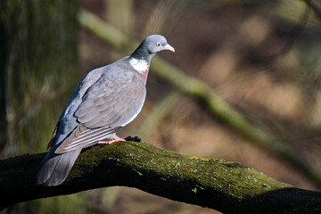 Ringeltaube ( Columba palumbus ).
