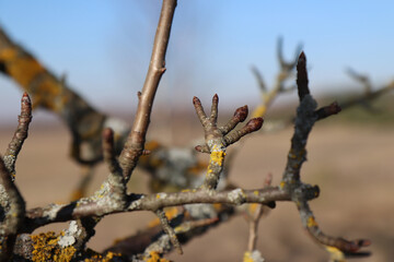 A branch of tree that looks like a hand pointing into the distance. A close up of branch of old wild pear with terminal, vegetative buds. Hand shaped tree branch