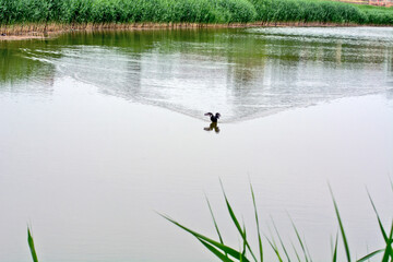 Obraz na płótnie Canvas Dwarf pond bird