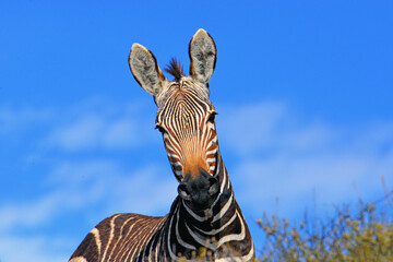 Bergzebras im Mountain Zebra Nationalpark, Südafrika 