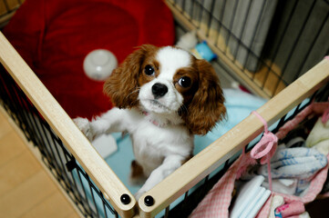 the look of dog from his cage