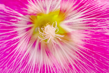 Obraz premium Close up pink hollyhock or alcea rosea blomming on background