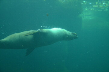 Obraz premium Harbor seal (Phoca vitulina) in Frankfurt zoo