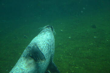 Harbor seal (Phoca vitulina) in Frankfurt zoo © Denise Serra