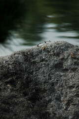 A dragonfly on the rock