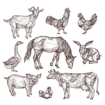 Farm animals set. Hand drawing vector illustration. Vintage style. 