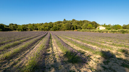 Fototapeta na wymiar lavender fields in Provence, France