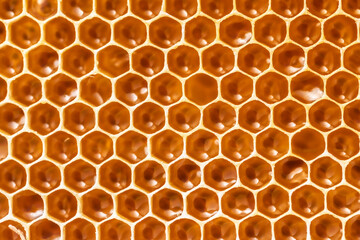 honeycomb seamless pattern background no bee