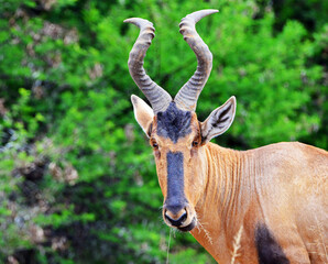 Kuhantilope im Mountain Zebra Nationalpark, Südafrika