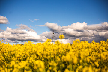 yellow field of rapeseed field with blue cloudy sky in spring time